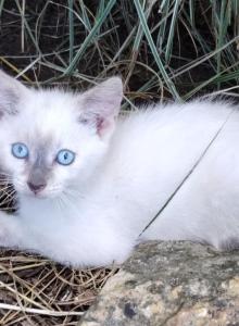 Alice - Domestic Kitten For Adoption - Lyons, IN, US Alice - Domestic Kitten For Adoption - Lyons, IN, US