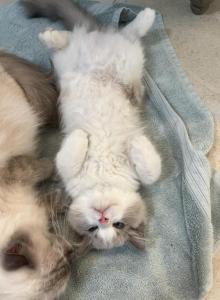 Gaston - Ragdoll Kitten For Sale - San Diego, CA, US Gaston - Ragdoll Kitten For Sale - San Diego, CA, US