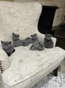 Russian blue - Russian Blue Kitten For Sale - Oak Lawn, IL, US Russian blue - Russian Blue Kitten For Sale - Oak Lawn, IL, US
