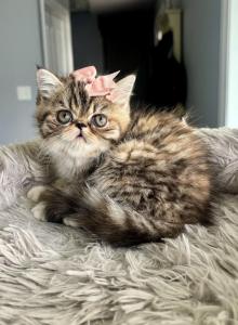 Sweet Honey - Exotic Kitten For Sale - Arlington Heights, IL, US Sweet Honey - Exotic Kitten For Sale - Arlington Heights, IL, US