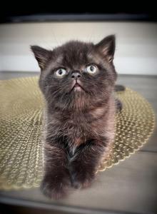 Molly - British Shorthair Kitten For Sale - Edgewater Park, NJ, US Molly - British Shorthair Kitten For Sale - Edgewater Park, NJ, US