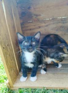Elsie's litter MALE - Domestic Kitten For Adoption - AL&comma; US
