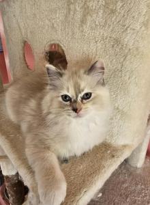 Tortie mitted Ragdoll - Ragdoll Kitten For Sale - Jacksonville, NC, US Tortie mitted Ragdoll - Ragdoll Kitten For Sale - Jacksonville, NC, US