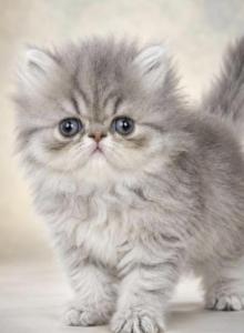 Persian female - Persian Kitten For Sale - East Greenbush, NY, US Persian female - Persian Kitten For Sale - East Greenbush, NY, US
