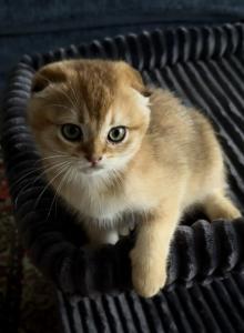 Purebred Scottish Fold Male Kittens - Scottish Fold Kitten For Sale - FL, US Purebred Scottish Fold Male Kittens - Scottish Fold Kitten For Sale - FL, US