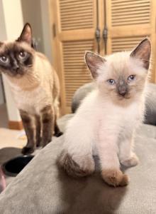 Siamese Male Kitten - Siamese Kitten For Sale - Sparta, WI, US Siamese Male Kitten - Siamese Kitten For Sale - Sparta, WI, US