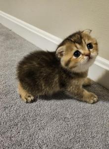 Hazel - Scottish Fold Kitten For Sale - Columbia, MD, US Hazel - Scottish Fold Kitten For Sale - Columbia, MD, US