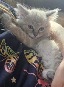 Lilah - Domestic Kitten For Sale - Parker, CO, US Lilah - Domestic Kitten For Sale - Parker, CO, US