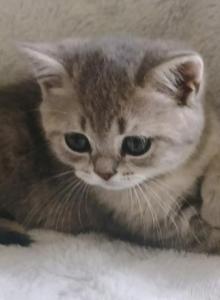 Luxury Kitty Love - British Shorthair Kitten For Sale - WA, US Luxury Kitty Love - British Shorthair Kitten For Sale - WA, US