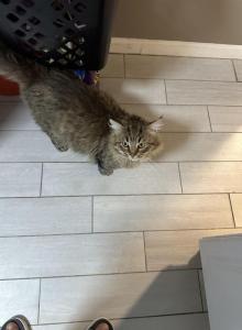 Spunky - Siberian Cat For Adoption - Lynnfield, MA, US Spunky - Siberian Cat For Adoption - Lynnfield, MA, US