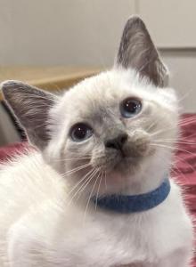 Blue boy - Siamese Kitten For Sale - Weston, FL, US Blue boy - Siamese Kitten For Sale - Weston, FL, US