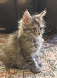Maine coon litter - Maine Coon Kitten For Sale - Co Spgs, CO, US Maine coon litter - Maine Coon Kitten For Sale - Co Spgs, CO, US