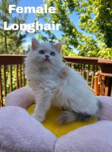 Amber - Scottish Straight Kitten For Sale - Denver, CO, US Amber - Scottish Straight Kitten For Sale - Denver, CO, US