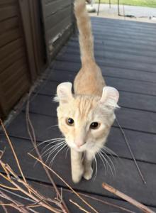 Snowball - Savannah Kitten For Sale - UT, US Snowball - Savannah Kitten For Sale - UT, US