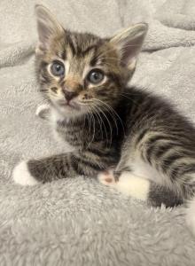 Mochi - Domestic Kitten For Adoption - Jamaica, NY, US Mochi - Domestic Kitten For Adoption - Jamaica, NY, US