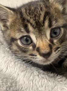 Luna - Domestic Kitten For Adoption - Jamaica&comma; NY&comma; US
