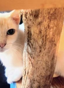 Pandora - Siamese Cat For Sale - Eugene, OR, US Pandora - Siamese Cat For Sale - Eugene, OR, US