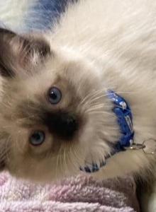 Blue - Ragdoll Kitten For Sale - New York, NY, US Blue - Ragdoll Kitten For Sale - New York, NY, US