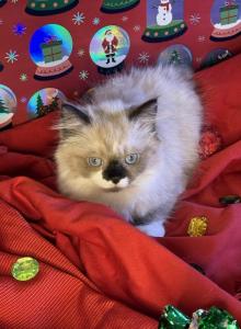 Ragamuffin - Ragamuffin Kitten For Sale - San Diego, CA, US Ragamuffin - Ragamuffin Kitten For Sale - San Diego, CA, US