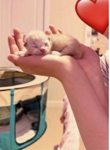 Bellas new litter - Ragdoll Kitten For Sale - Charlotte, NC, US Bellas new litter - Ragdoll Kitten For Sale - Charlotte, NC, US