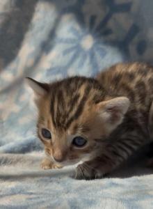 Zenith - Bengal Kitten For Sale - South Elgin, IL, US Zenith - Bengal Kitten For Sale - South Elgin, IL, US