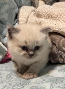 Male Ragdoll kitten - Ragdoll Kitten For Sale - Rochester, MA, US Male Ragdoll kitten - Ragdoll Kitten For Sale - Rochester, MA, US