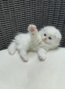 Extra Fluffy Elsa - Scottish Fold Kitten For Sale - Reisterstown&comma; MD&comma; US