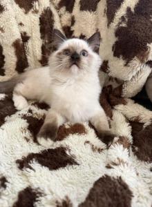 Tica seal mitted male - Ragdoll Kitten For Sale - Butler, PA, US Tica seal mitted male - Ragdoll Kitten For Sale - Butler, PA, US