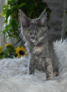Maine Coon kittens TICA Registered - Maine Coon Kitten For Sale - Portland, ME, US Maine Coon kittens TICA Registered - Maine Coon Kitten For Sale - Portland, ME, US