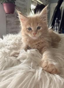 Maine Coon kittens TICA Registered - Maine Coon Kitten For Sale - Portland, ME, US Maine Coon kittens TICA Registered - Maine Coon Kitten For Sale - Portland, ME, US