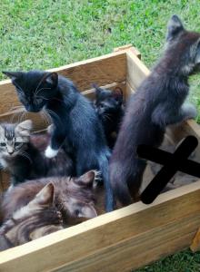 Elsie's litter FEMALE - Domestic Kitten For Adoption - AL&comma; US