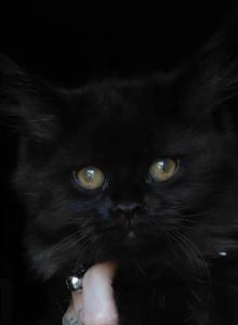 Last One Maine Coon Dollface Persian Hybrids - Maine Coon Kitten For Sale - Mount Penn, PA, US Last One Maine Coon Dollface Persian Hybrids - Maine Coon Kitten For Sale - Mount Penn, PA, US