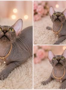 Sofia - Sphynx Kitten For Sale - Wellesley, MA, US Sofia - Sphynx Kitten For Sale - Wellesley, MA, US