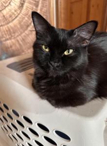 BLACK VELVET - Munchkin Kitten For Sale - Brookings&comma; OR&comma; US