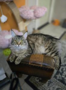 Apollo Bleu x Freyja - Maine Coon Kitten For Sale - Pearland, TX, US Apollo Bleu x Freyja - Maine Coon Kitten For Sale - Pearland, TX, US