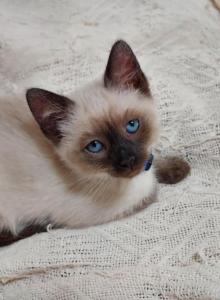 Sealpoint Siamese kittens - Siamese Kitten For Sale - Bellows Falls&comma; VT&comma; US