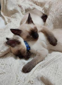 Sealpoint Siamese kittens - Siamese Kitten For Sale - Bellows Falls&comma; VT&comma; US