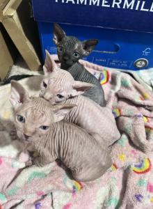 Sphynx - Sphynx Kitten For Sale - NC&comma; US