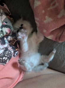 Juniper - Ragdoll Kitten For Sale - Fountain, CO, US Juniper - Ragdoll Kitten For Sale - Fountain, CO, US