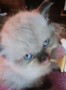 Mariah's kittens - Himalayan Kitten For Sale - Thornville, OH, US Mariah's kittens - Himalayan Kitten For Sale - Thornville, OH, US