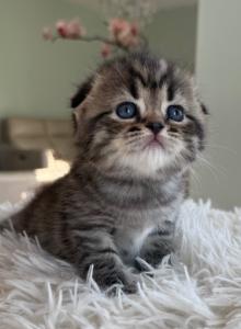 Uno - Scottish Fold Kitten For Sale - New York, NY, US Uno - Scottish Fold Kitten For Sale - New York, NY, US