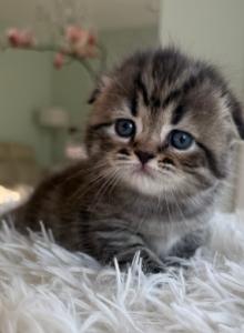 Uno - Scottish Fold Kitten For Sale - Omaha, NE, US Uno - Scottish Fold Kitten For Sale - Omaha, NE, US