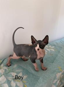 Sphynx kittens - Sphynx Kitten For Sale - Inman, SC, US Sphynx kittens - Sphynx Kitten For Sale - Inman, SC, US