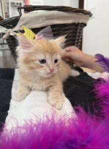 Spring - Siberian Kitten For Sale - Pittston, PA, US Spring - Siberian Kitten For Sale - Pittston, PA, US