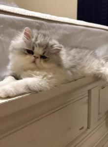 Nilo - Persian Kitten For Sale - Stilwell, OK, US Nilo - Persian Kitten For Sale - Stilwell, OK, US
