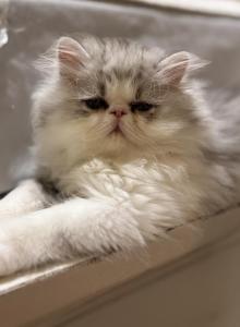 Nilo - Persian Kitten For Sale - Stilwell&comma; OK&comma; US