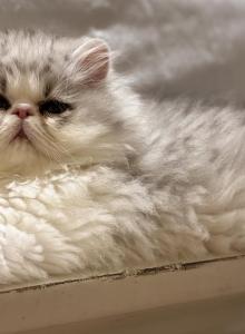 Nilo - Persian Kitten For Sale - Stilwell, OK, US Nilo - Persian Kitten For Sale - Stilwell, OK, US