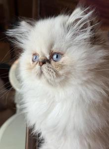 Tatertot - Himalayan Kitten For Sale - Vincennes, IN, US Tatertot - Himalayan Kitten For Sale - Vincennes, IN, US