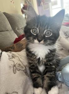 King - Domestic Kitten For Sale - Colesville, MD, US King - Domestic Kitten For Sale - Colesville, MD, US