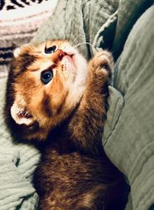 Hazel - Scottish Fold Kitten For Sale - Columbia, MD, US Hazel - Scottish Fold Kitten For Sale - Columbia, MD, US